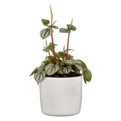 Perla White Plant Pot - 18cm -Westland Garden Deals Store 13432918 8434914557780652