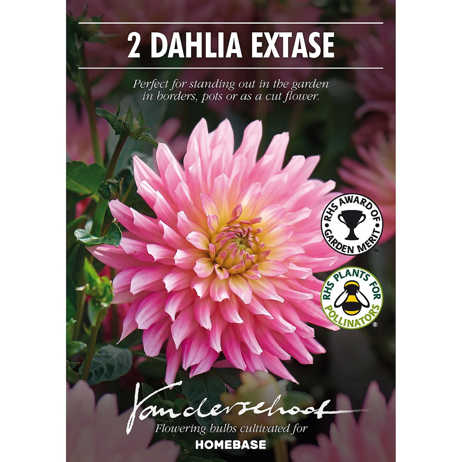 None Decorative Dahlia Extase Flower Bulbs 2 None Decorative Dahlia Extase Flower Bulbs - Image 2