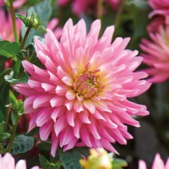 None Decorative Dahlia Extase Flower Bulbs 5 None Decorative Dahlia Extase Flower Bulbs -Westland Garden Deals Store 13436283 1615022410698833