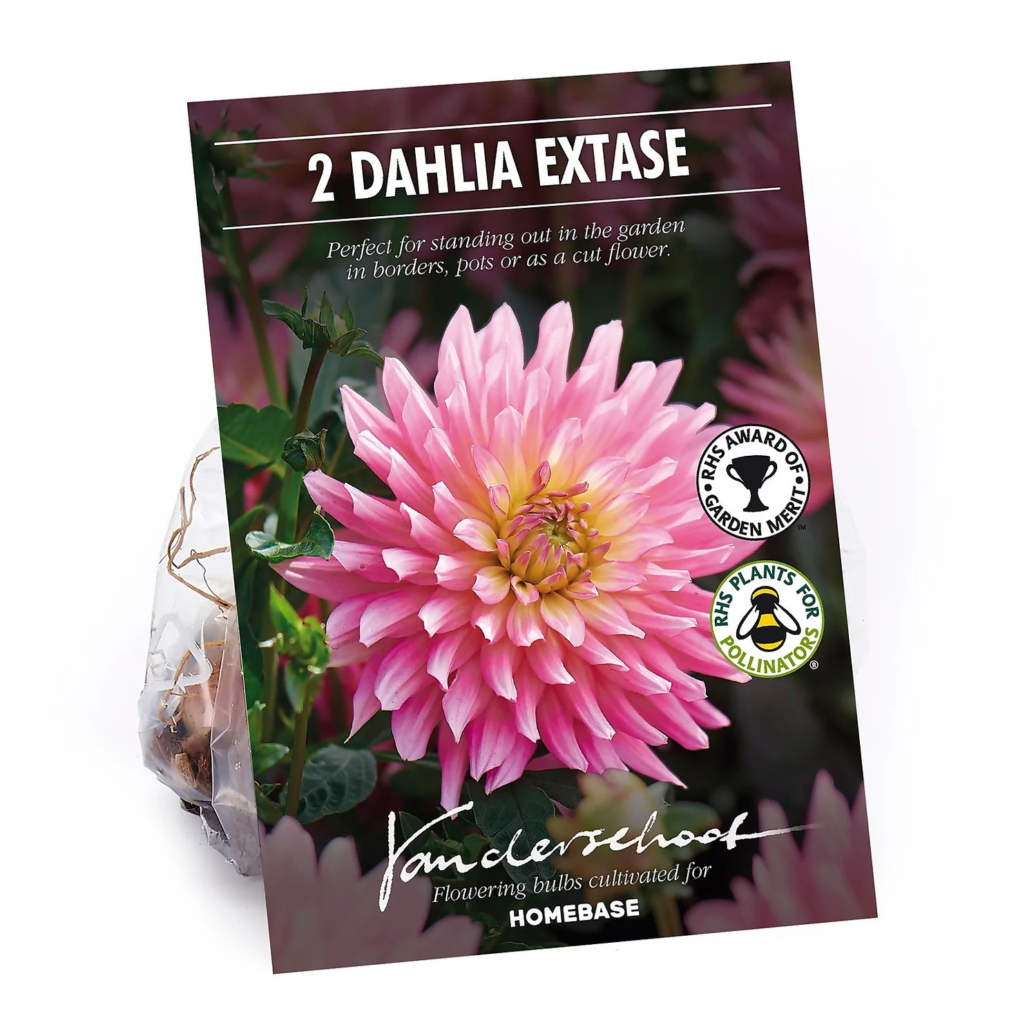 None Decorative Dahlia Extase Flower Bulbs 1 None Decorative Dahlia Extase Flower Bulbs