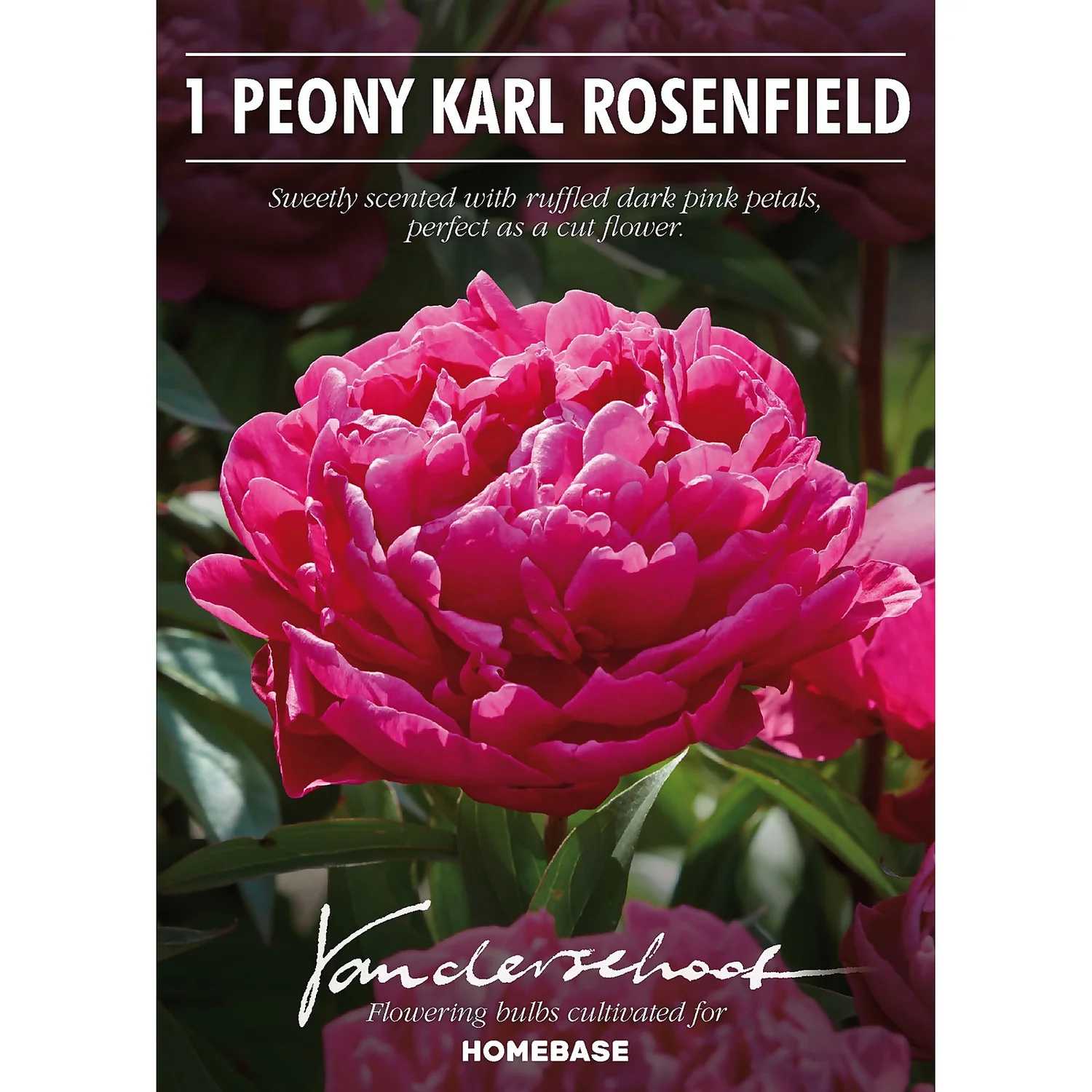 Peony Karl Rosenfield Flower Bulb 2 Peony Karl Rosenfield Flower Bulb - Image 2