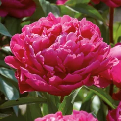 Peony Karl Rosenfield Flower Bulb 5 Peony Karl Rosenfield Flower Bulb -Westland Garden Deals Store 13436298 1635022448228383