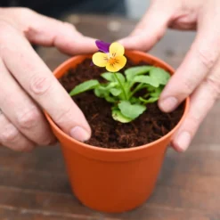 Coco & Coir Coco Grow+ Seed & Cutting Compost + 20% Perlite - 15L -Westland Garden Deals Store 13487127 4074919980845315