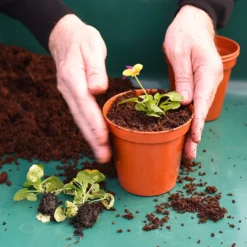 Coco & Coir Coco Boost All Purpose Compost With Added Nutrients - 15L -Westland Garden Deals Store 13487131 4394919981240271