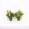 Genista Blooming Dreams 13cm