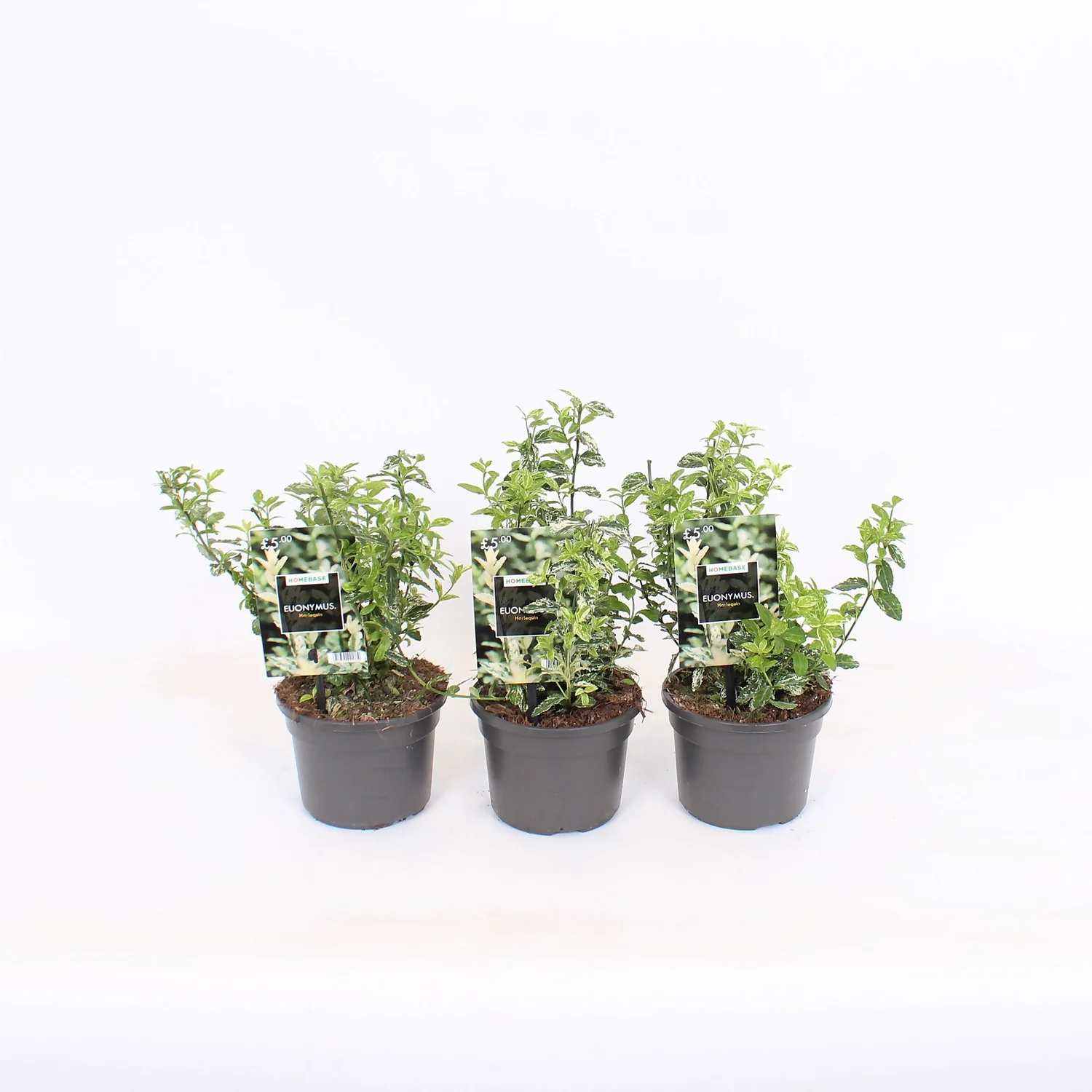 Euonymus Fortunei Harlequin 13cm 1 Euonymus Fortunei Harlequin 13cm