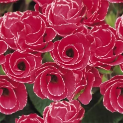 Primrose Mix Large 6 Pack Spring (Primula Acaulis) -Westland Garden Deals Store 13721699 2984964324665995