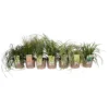 Grass Carex Mix 19cm