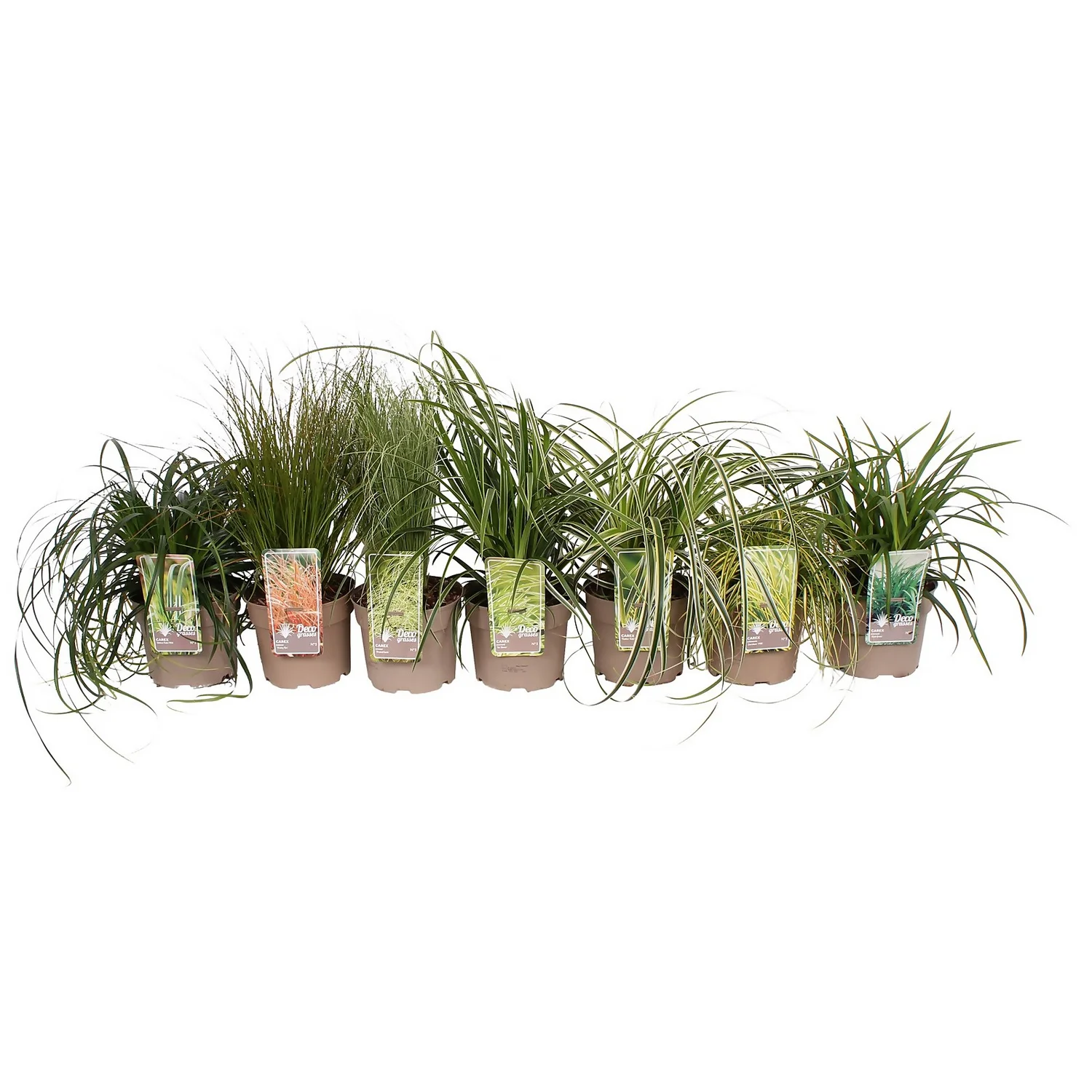 Grass Carex Mix 19cm 1 Grass Carex Mix 19cm