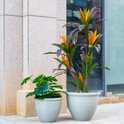 Ashford Planter Grey 35cm -Westland Garden Deals Store 13928636 4345001955583745