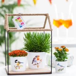 Scheurich Robin Indoor Pot - 13cm 3 Scheurich Robin Indoor Pot - 13cm -Westland Garden Deals Store 13953270 9924987119951243