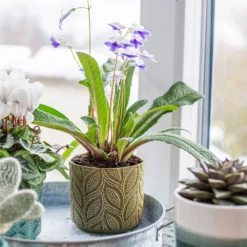 Crackle Leaf Indoor Plant Pot - 12cm 17 Crackle Leaf Indoor Plant Pot - 12cm -Westland Garden Deals Store 14197410 8095024191499877