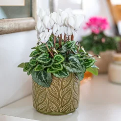 Crackle Leaf Indoor Plant Pot - 12cm 14 Crackle Leaf Indoor Plant Pot - 12cm -Westland Garden Deals Store 14197410 9825024191346259