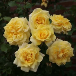 Rose Climbers Mix 5.5L -Westland Garden Deals Store 14238151 1595058463468611