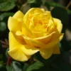 Rose Shrub Yellow Mix 4.5L
