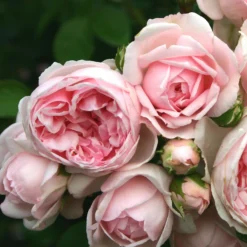 Rose Shrub Pink Mix 4.5L -Westland Garden Deals Store 14238156 1085058463663980