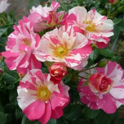 Rose Shrub Pink Mix 4.5L -Westland Garden Deals Store 14238156 2655058463887159