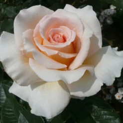 Rose Shrub Pink Mix 4.5L -Westland Garden Deals Store 14238156 4315058463620135