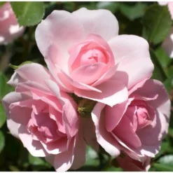 Rose Shrub Pink Mix 4.5L -Westland Garden Deals Store 14238156 6715058463570713